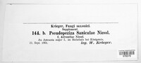 Pseudopeziza saniculae image